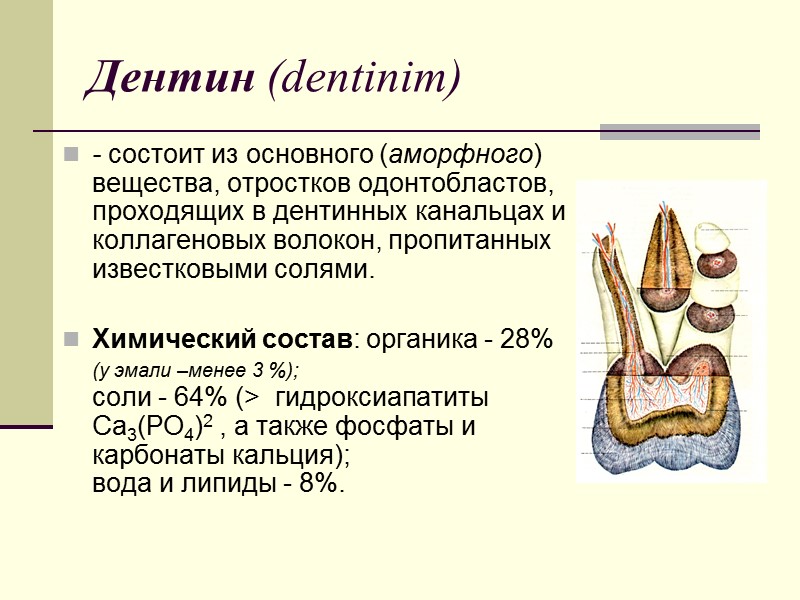 Дентин (dentinim) - состоит из основного (аморфного) вещества, отростков одонтобластов, проходящих в дентинных канальцах